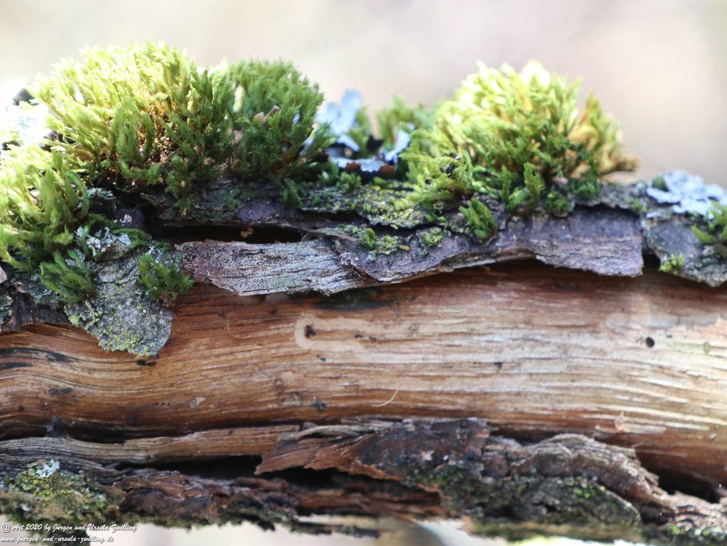 Frühling in Rheinhessen