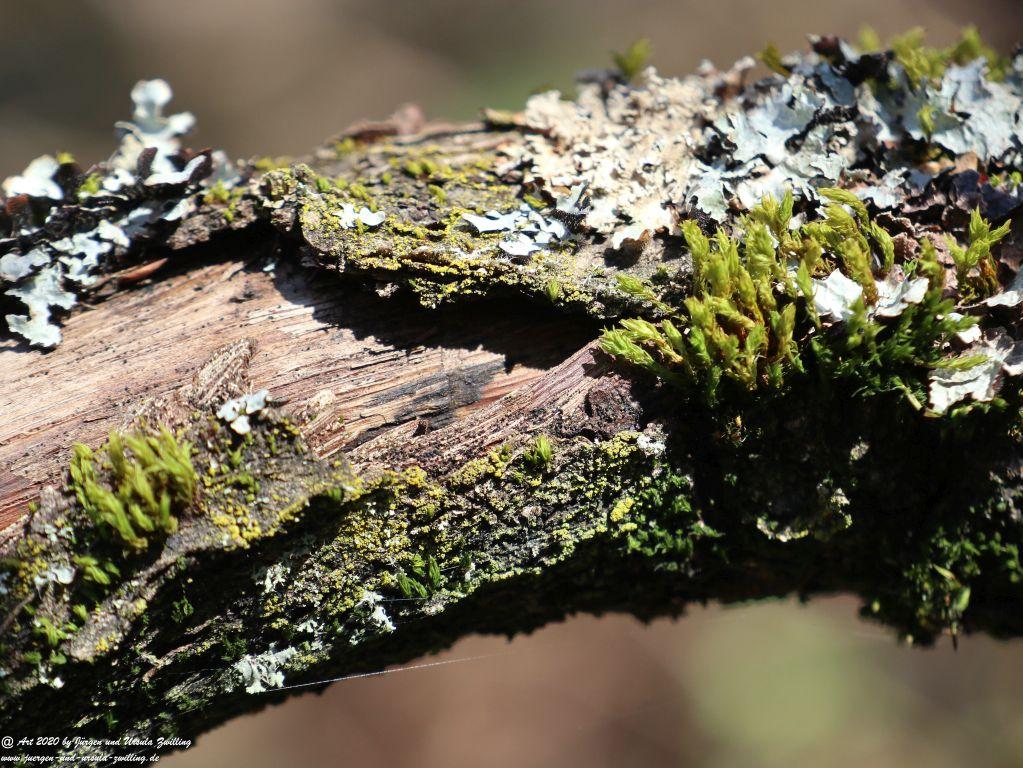 Frühling in Rheinhessen