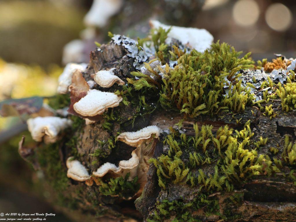 Frühling in Rheinhessen