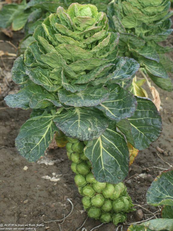 Philosophische Bildwanderung Leuchtturm Staberhuk - Insel Fehmarn - Ostsee 