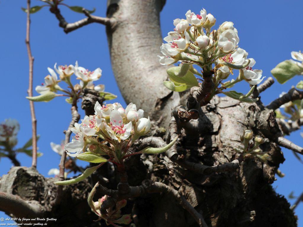 Birnbaumblüte - Mainz Finthen - Rheinhessen