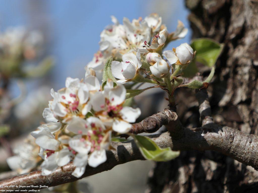 Birnbaumblüte - Mainz Finthen - Rheinhessen