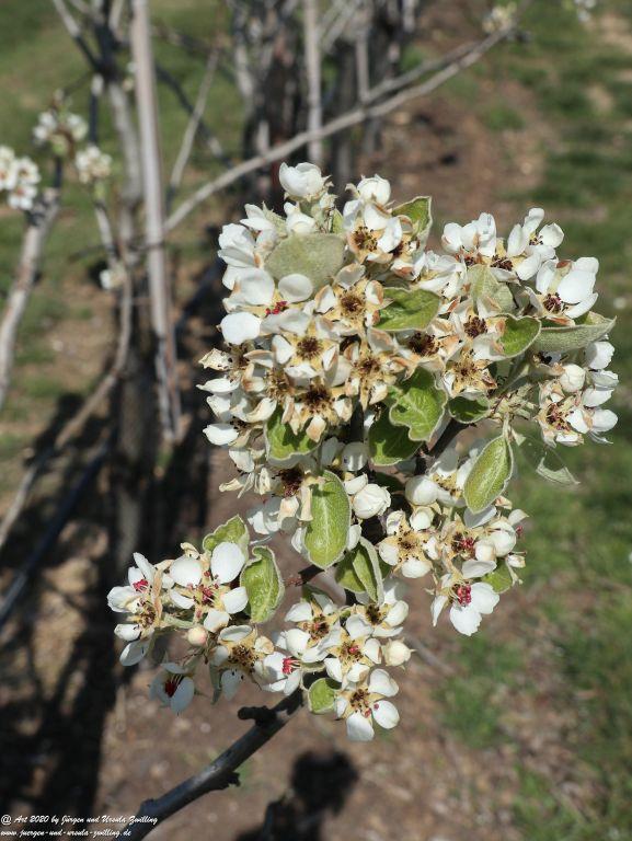 Birnbaumblüte - Mainz Finthen - Rheinhessen
