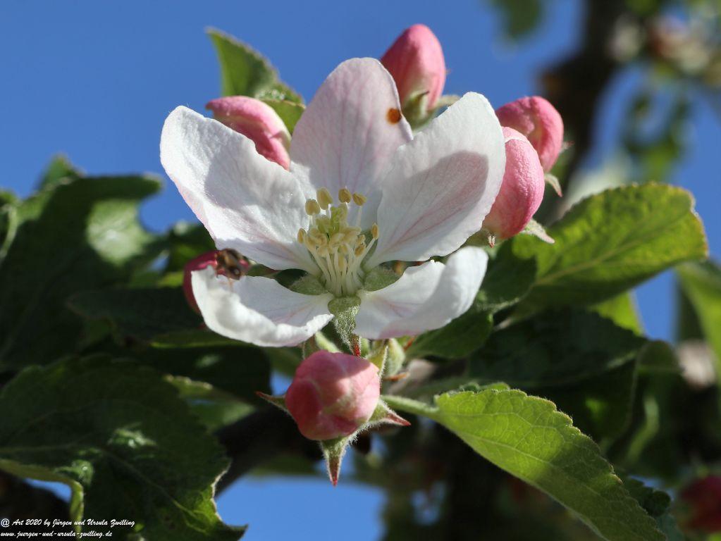 Apfelbaumblüte - Mainz Finthen - Rheinhessen