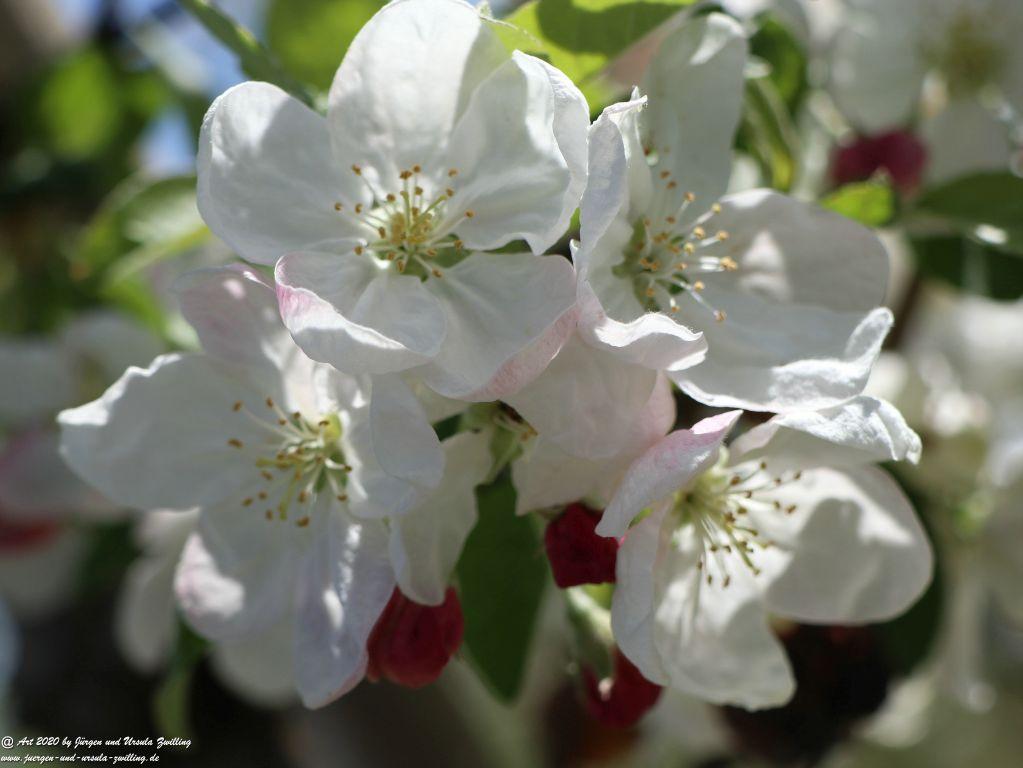 Apfelbaumblüte - Mainz Finthen - Rheinhessen