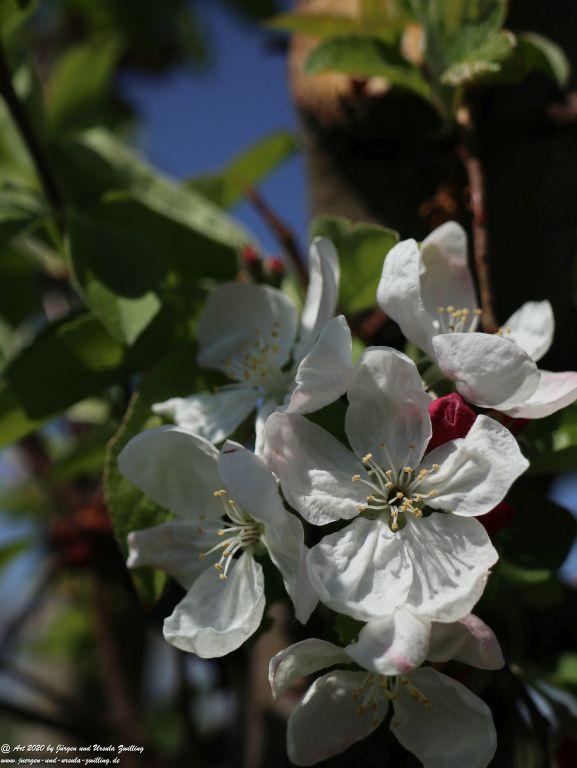 Apfelbaumblüte - Mainz Finthen - Rheinhessen