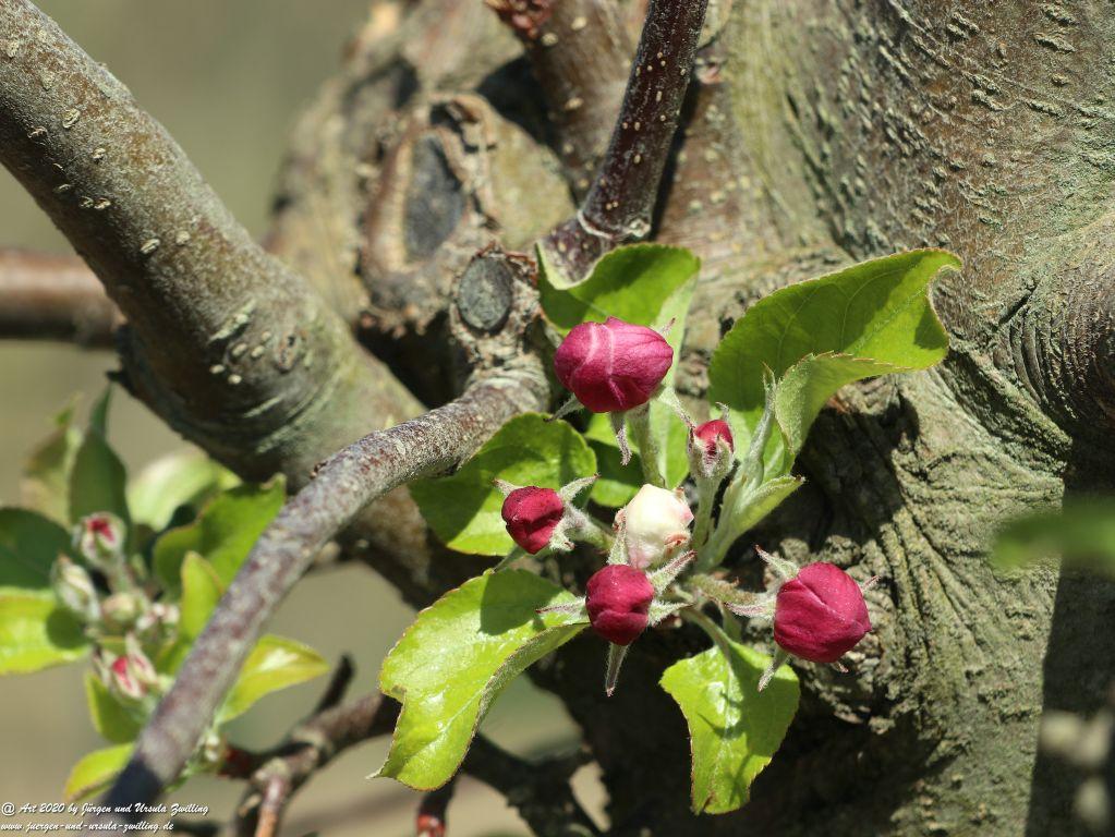 Apfelbaumblüte - Mainz Finthen - Rheinhessen