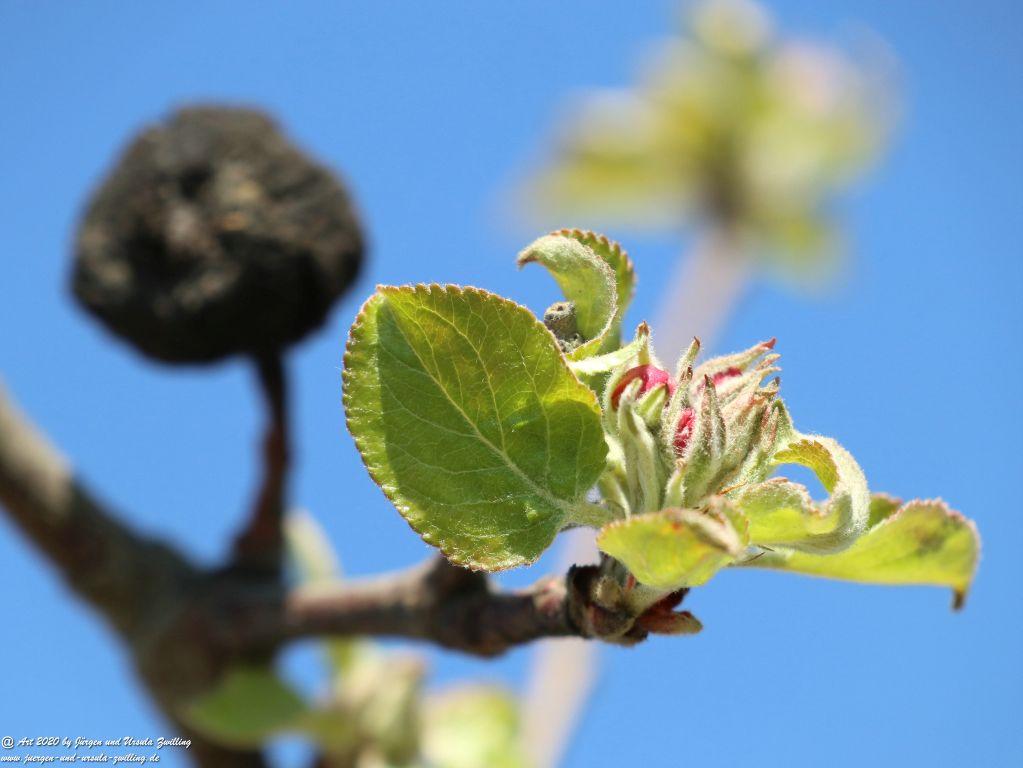 Apfelbaumblüte - Mainz Finthen - Rheinhessen