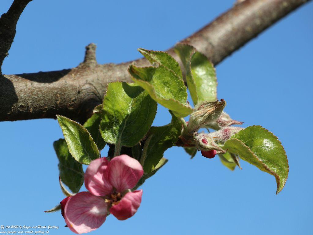 Apfelbaumblüte - Mainz Finthen - Rheinhessen