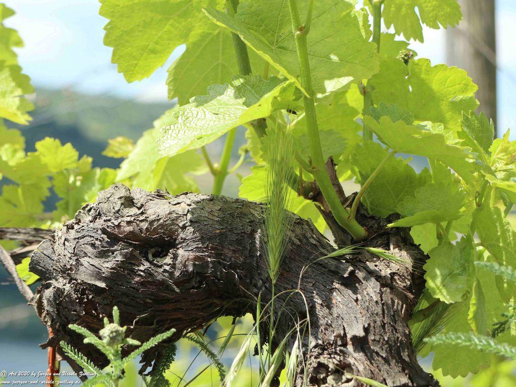 Philosophische Bildwanderung Rhein-Wisper-Glück - Taunus