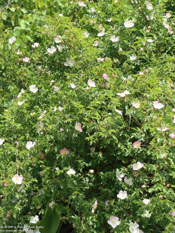 Philosophische Bildwanderung Rhein-Wisper-Glück - Taunus