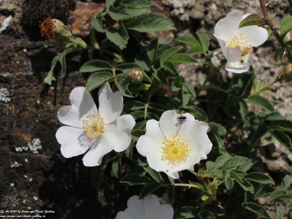 Philosophische Bildwanderung Rhein-Wisper-Glück - Taunus