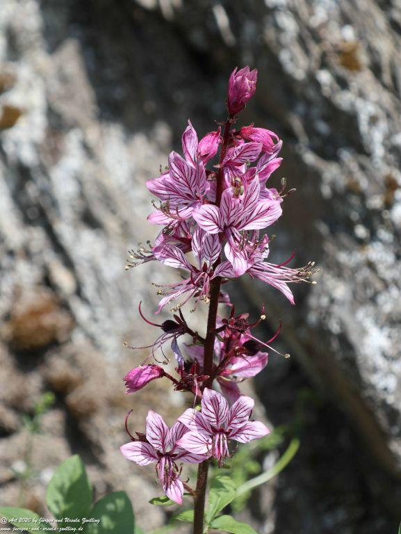 Philosophische Bildwanderung Rhein-Wisper-Glück - Taunus