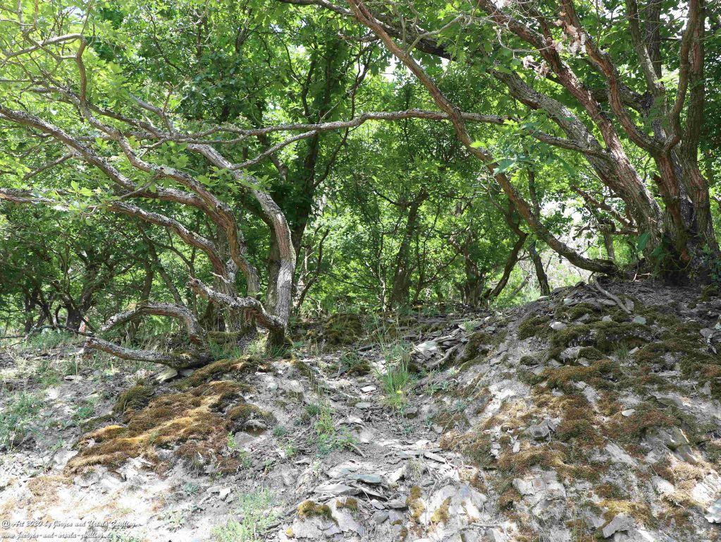 Philosophische Bildwanderung Rhein-Wisper-Glück - Taunus