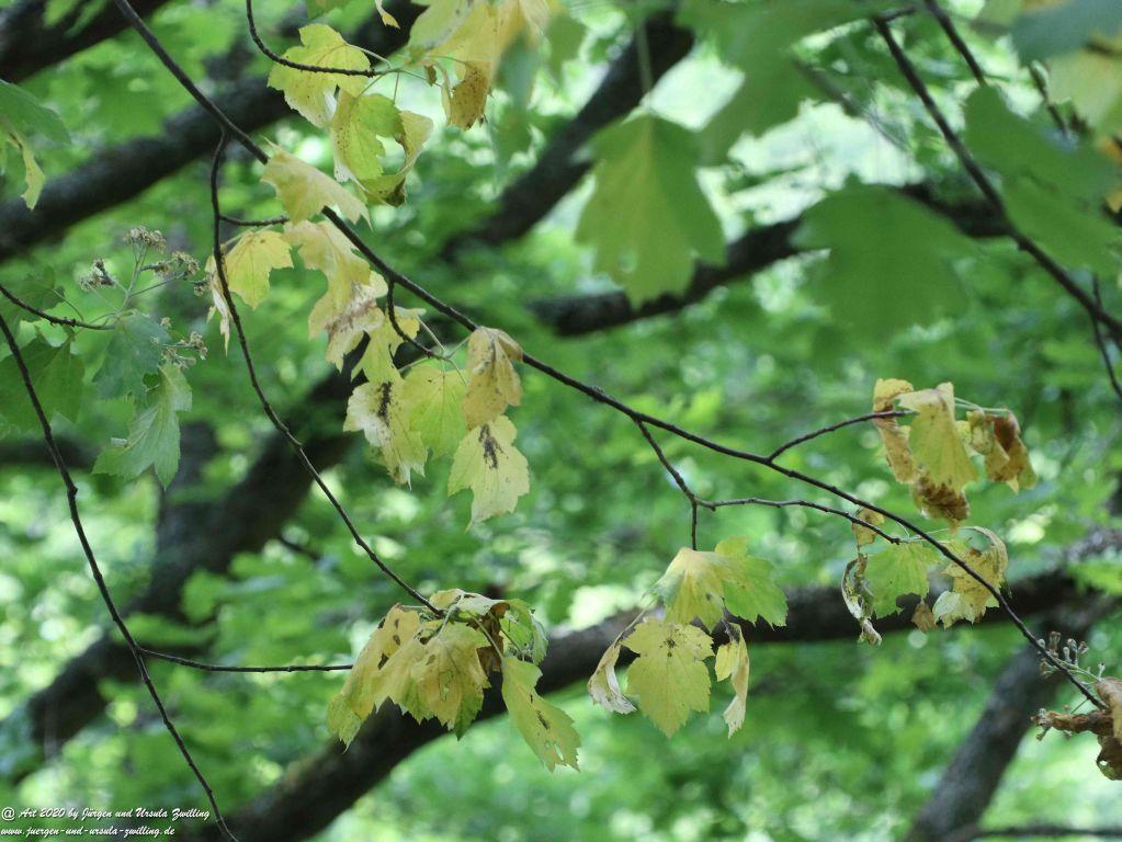 Philosophische Bildwanderung Rhein-Wisper-Glück - Taunus