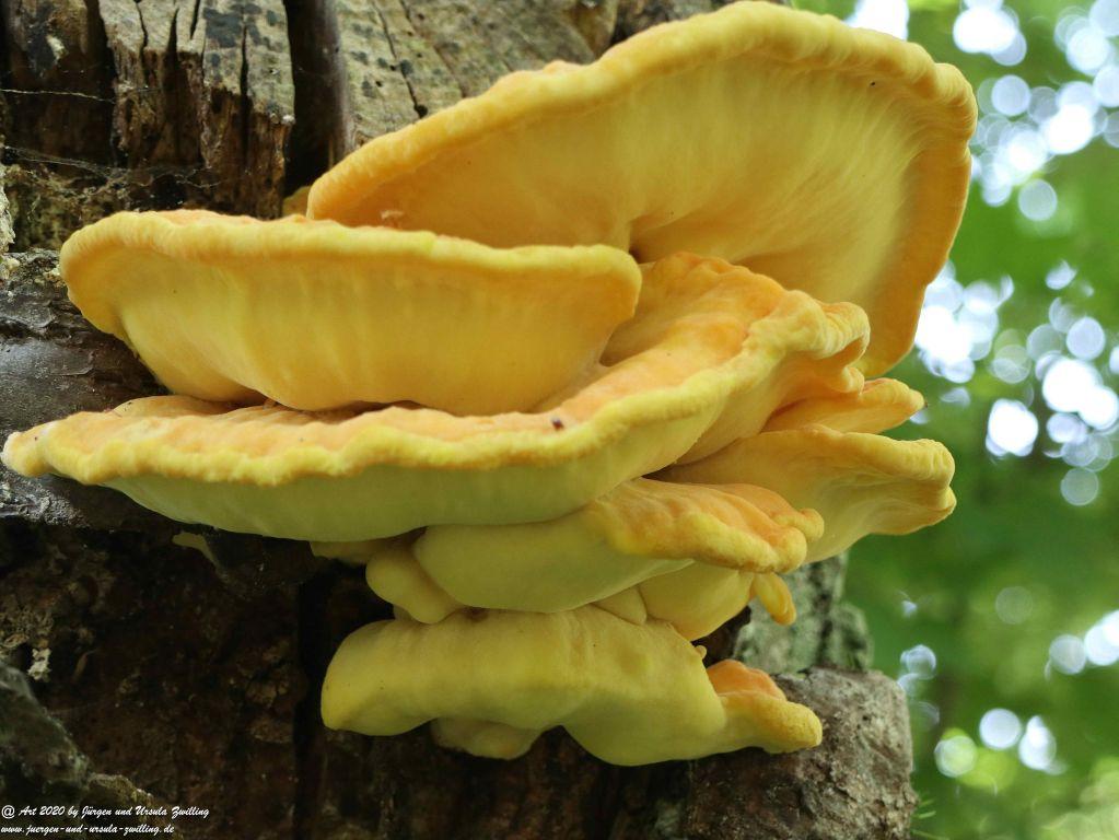 Philosophische Bildwanderung Rhein-Wisper-Glück - Taunus