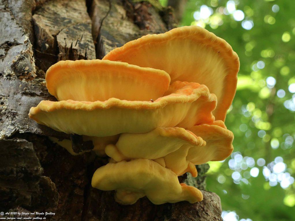 Philosophische Bildwanderung Rhein-Wisper-Glück - Taunus