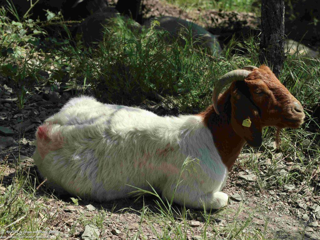 Philosophische Bildwanderung Rhein-Wisper-Glück - Taunus