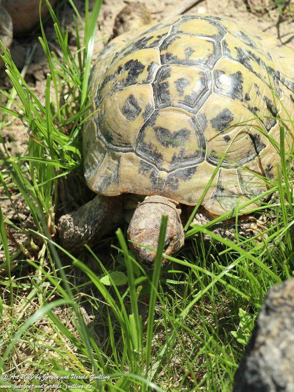 Schildkröten Umzug ins  Sommerquartier