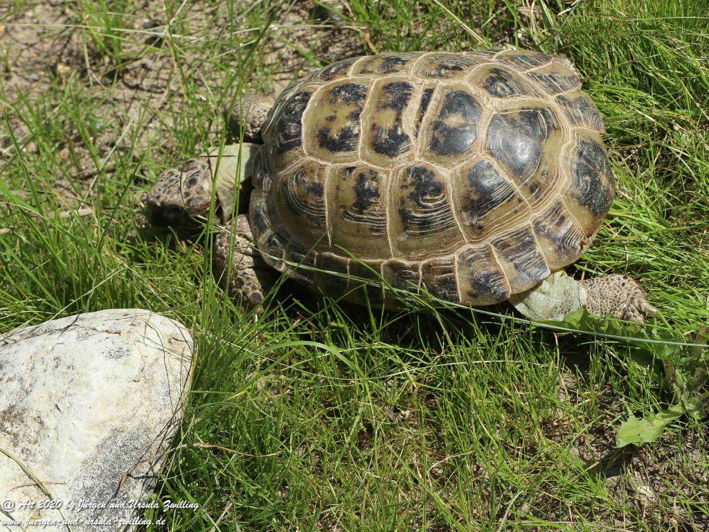 Schildkröten Umzug ins  Sommerquartier