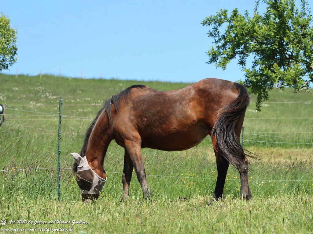 Philosophische Bildwanderung  Wisper Geflüster - Taunus
