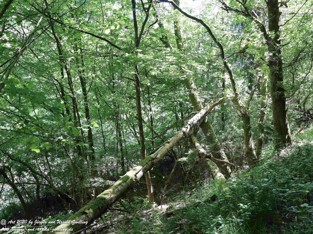 Philosophische Bildwanderung  Wisper Geflüster - Taunus