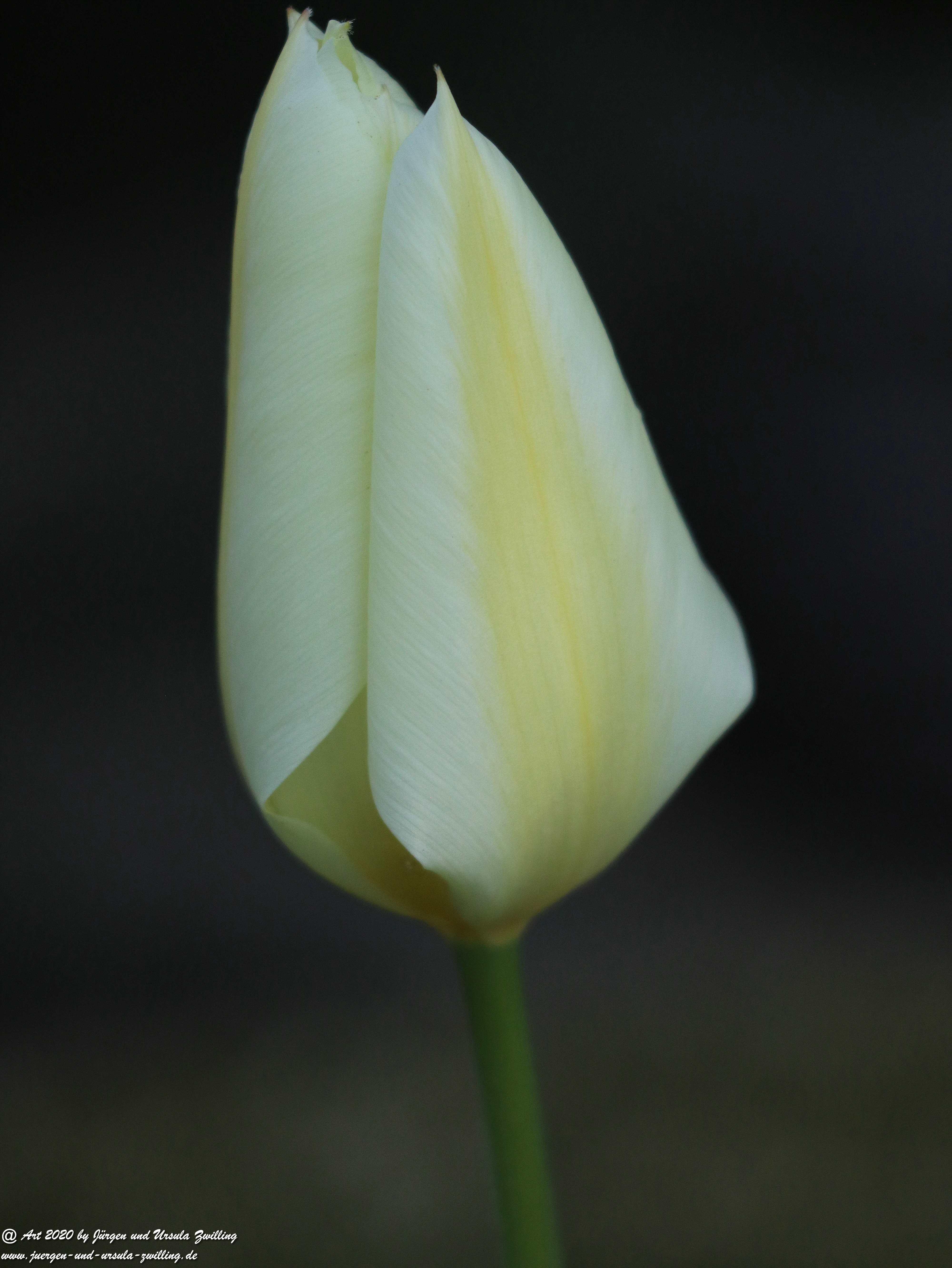 Tulpe 4 