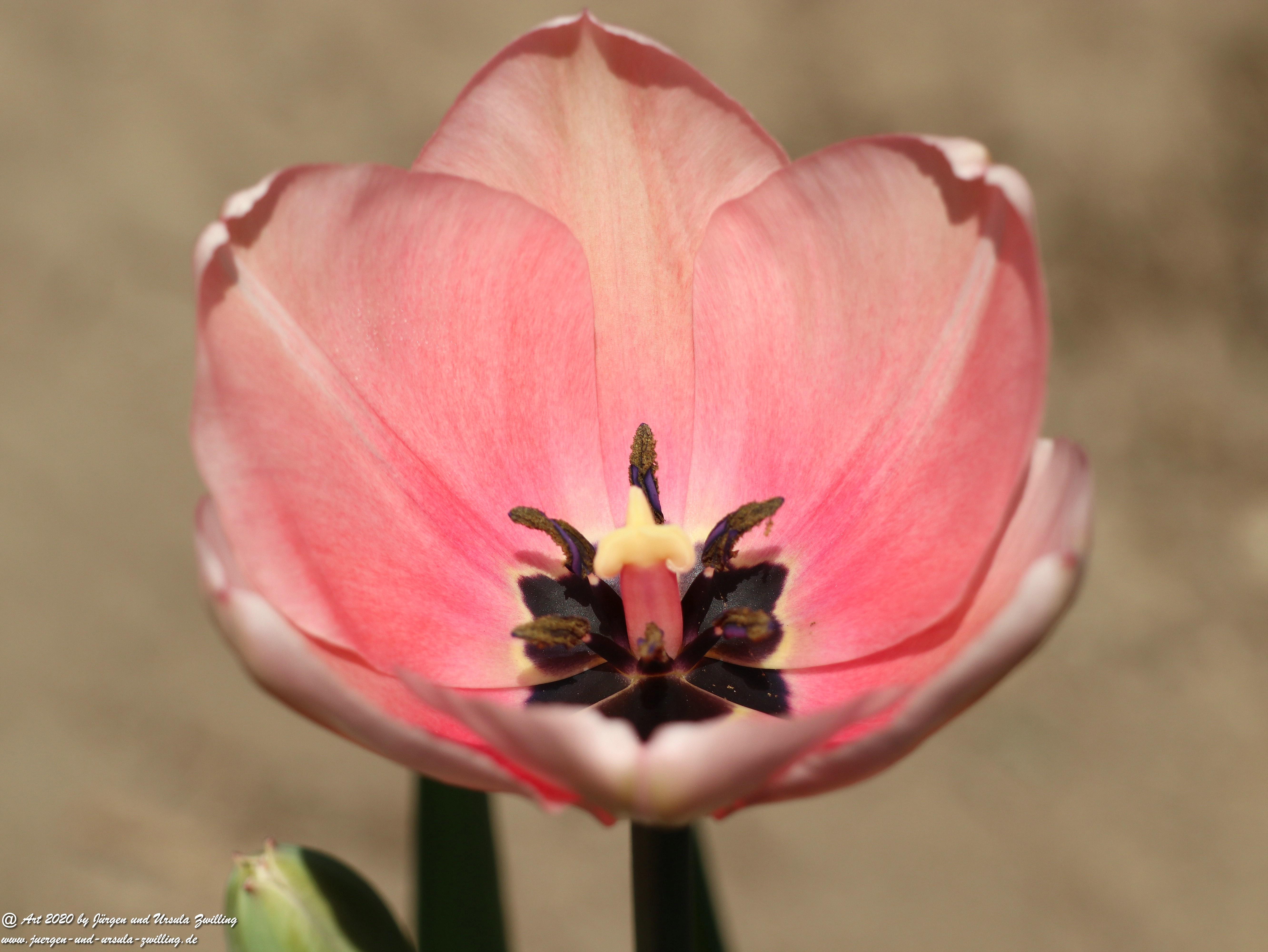 Geöffnete  Tulpen 3 