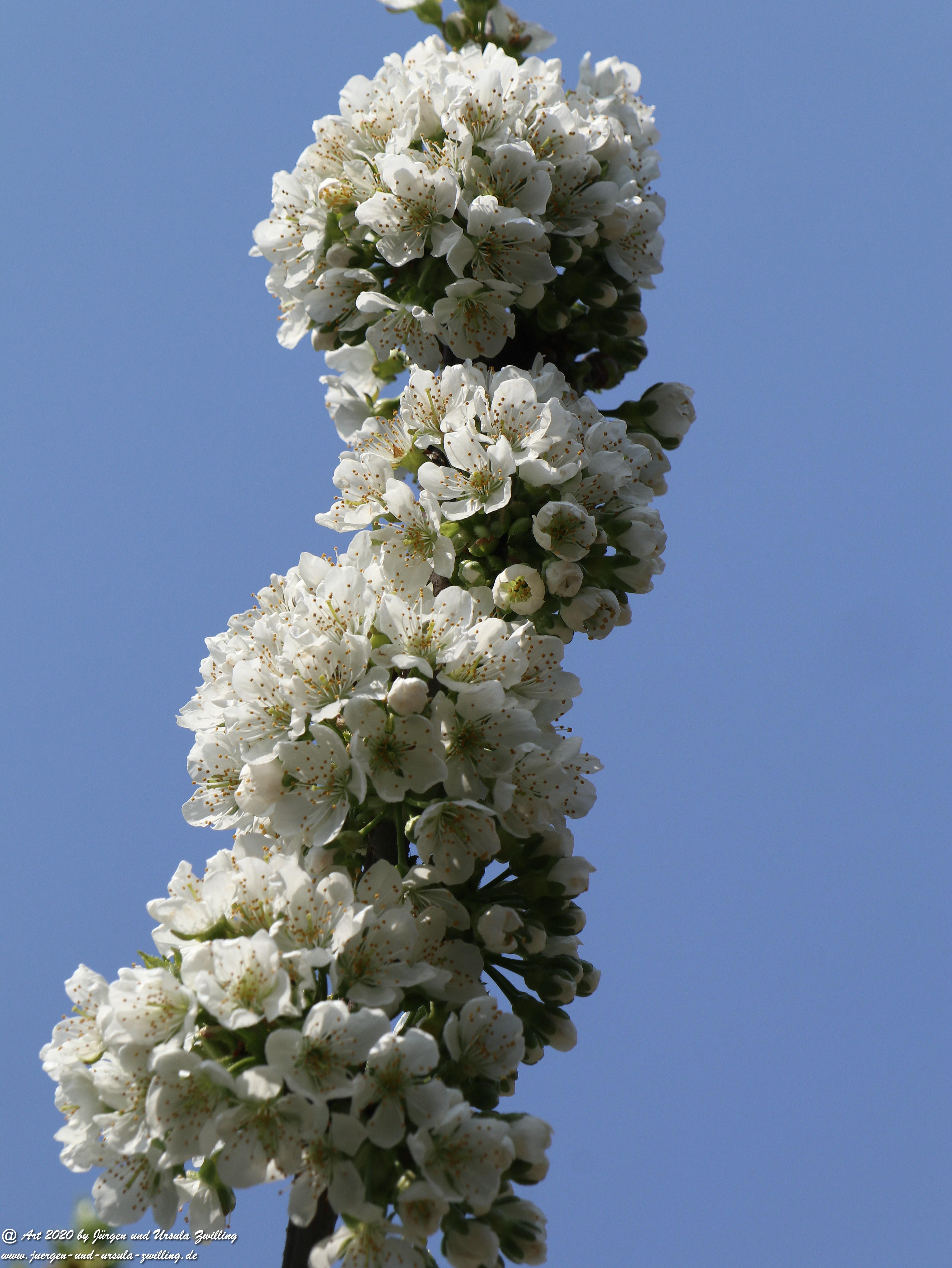 Kirschbaumblüte 1