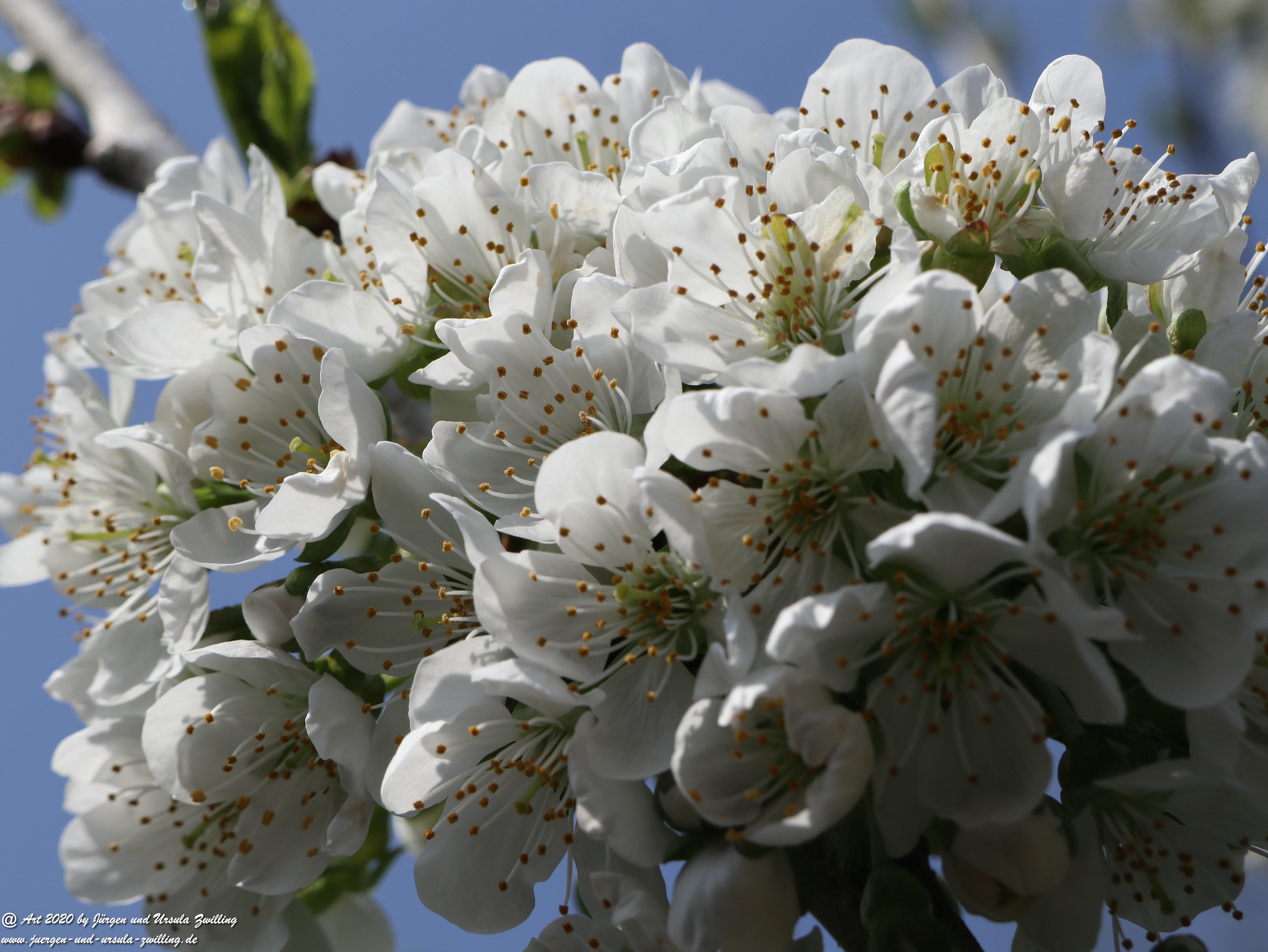 Kirschbaumblüte 3
