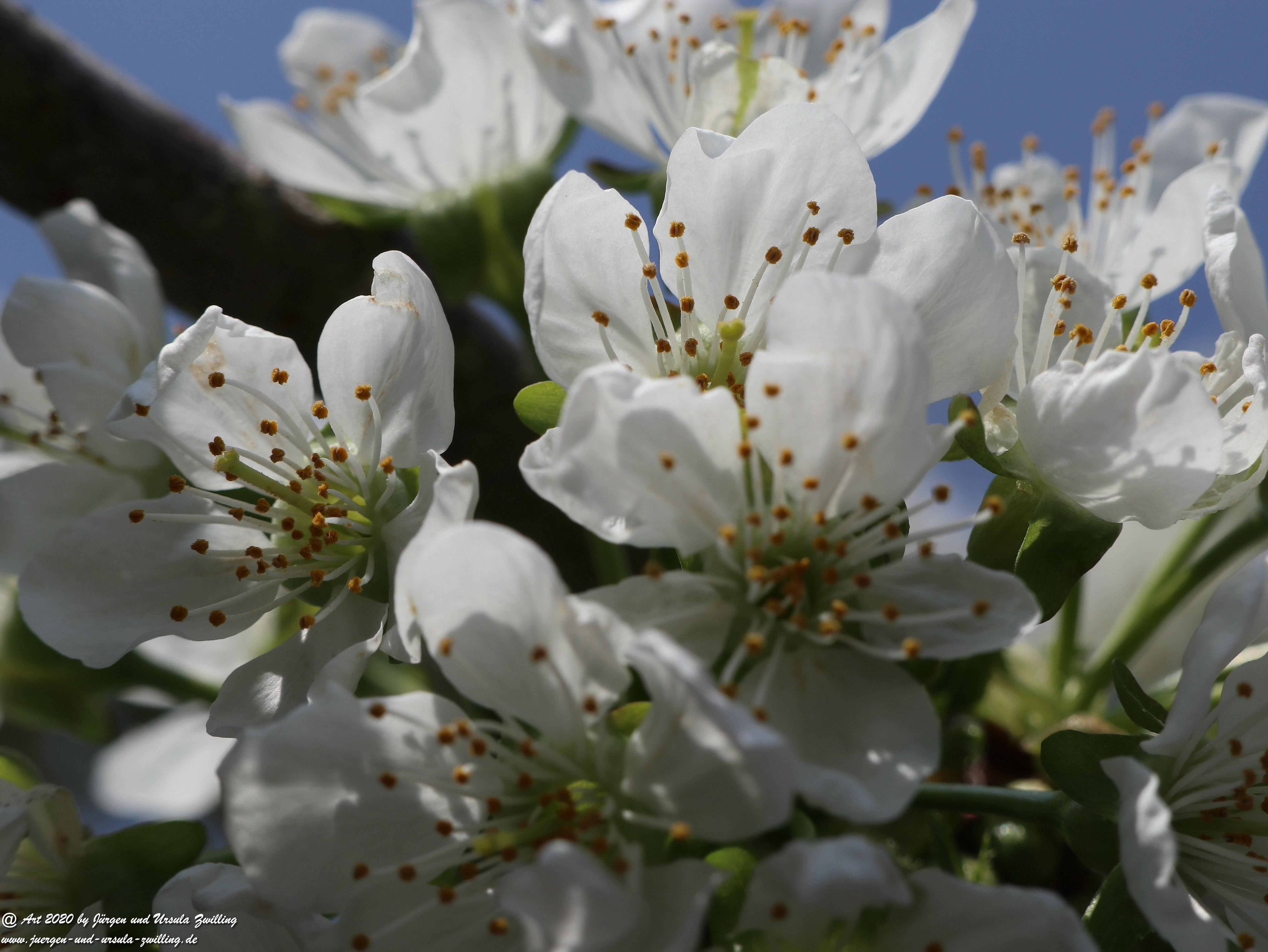 Kirschbaumblüte 6
