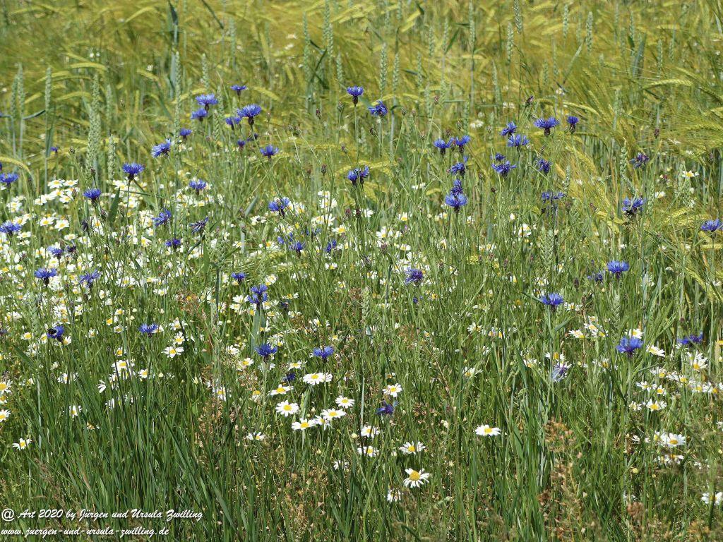 Philosophische Bildwanderung  Schwälbchen‘s Flug  - Wisper Trail - Taunus