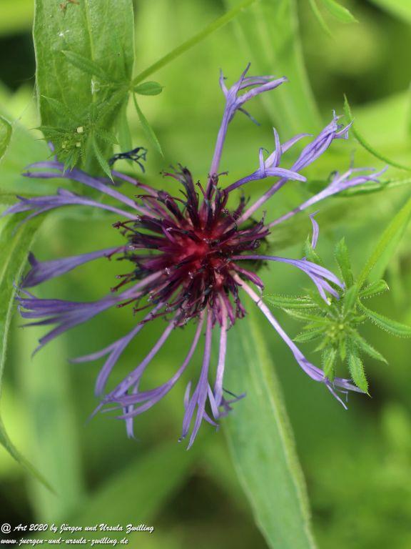 Philosophische Bildwanderung  Schwälbchen‘s Flug  - Wisper Trail - Taunus