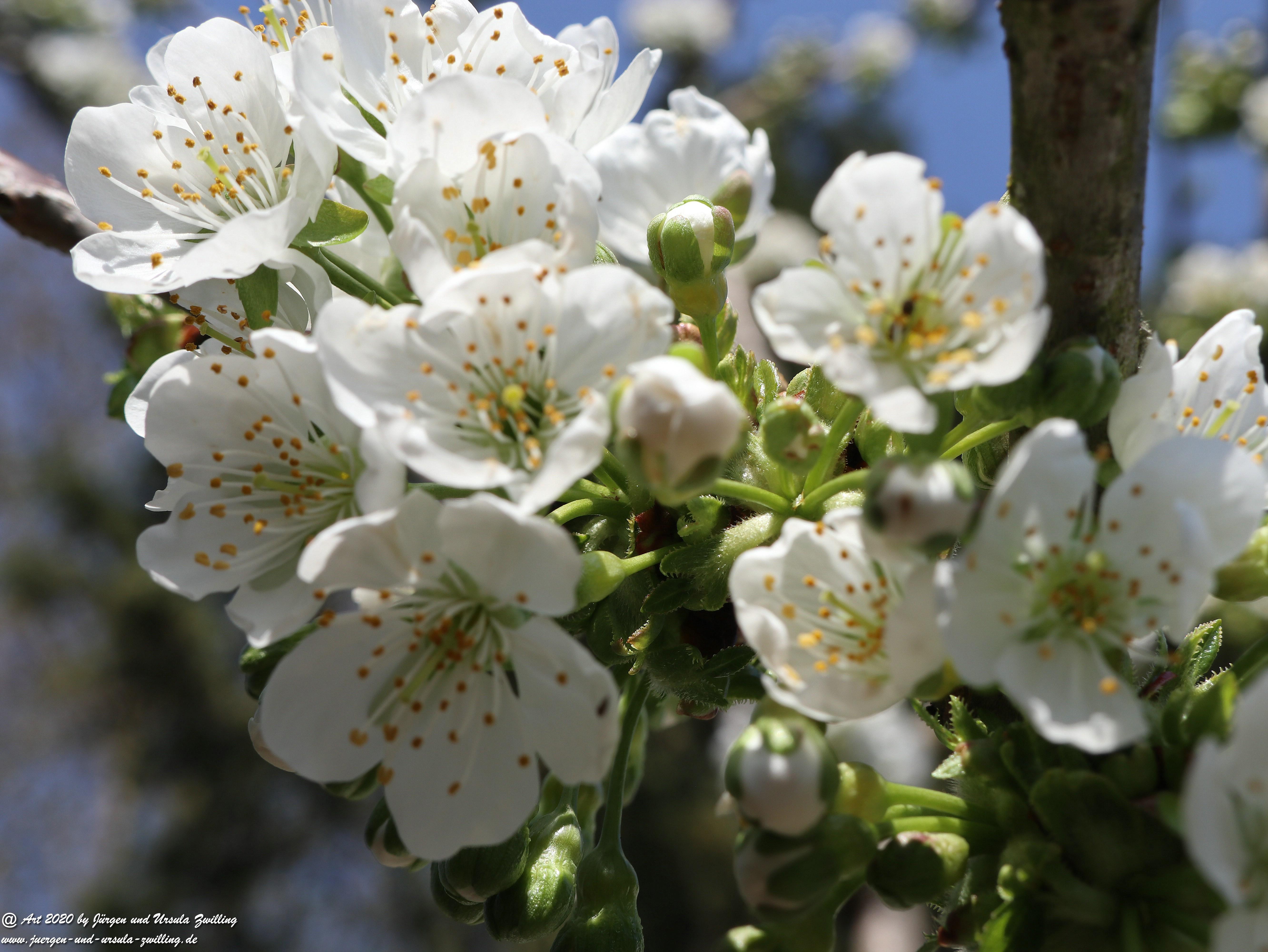 Kirschbaumblüte 11
