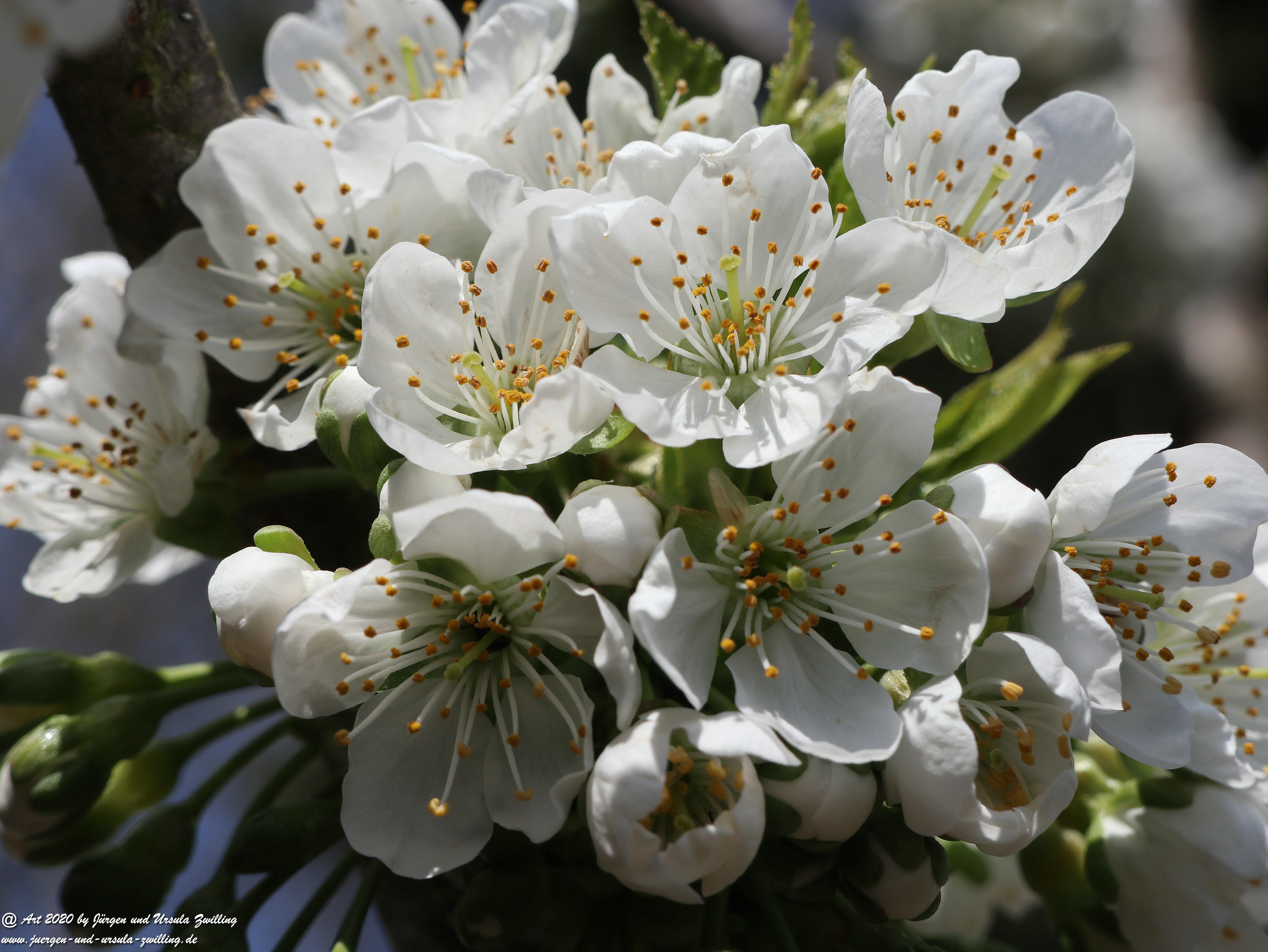 Kirschbaumblüte 13