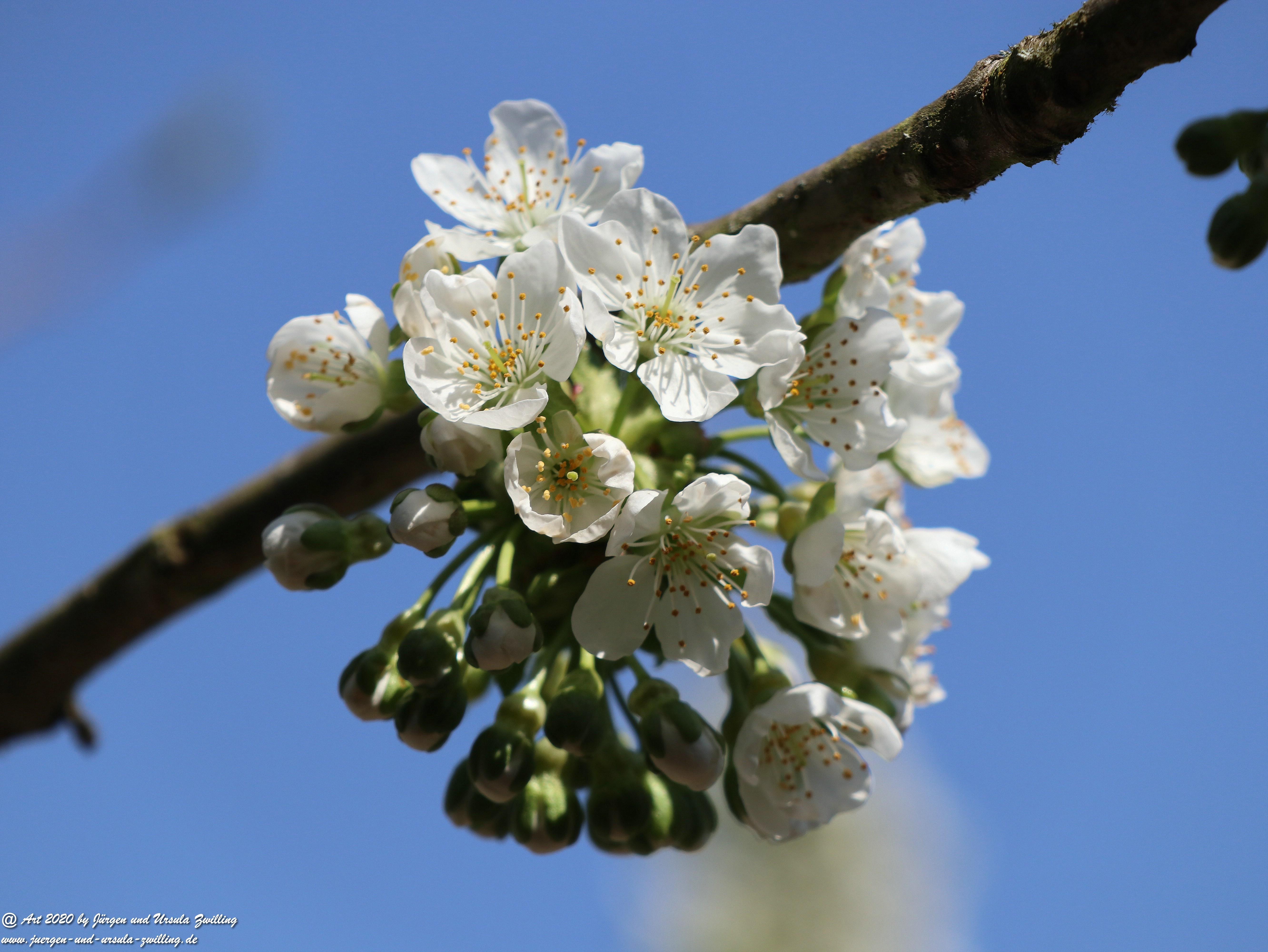 Kirschbaumblüte 16 