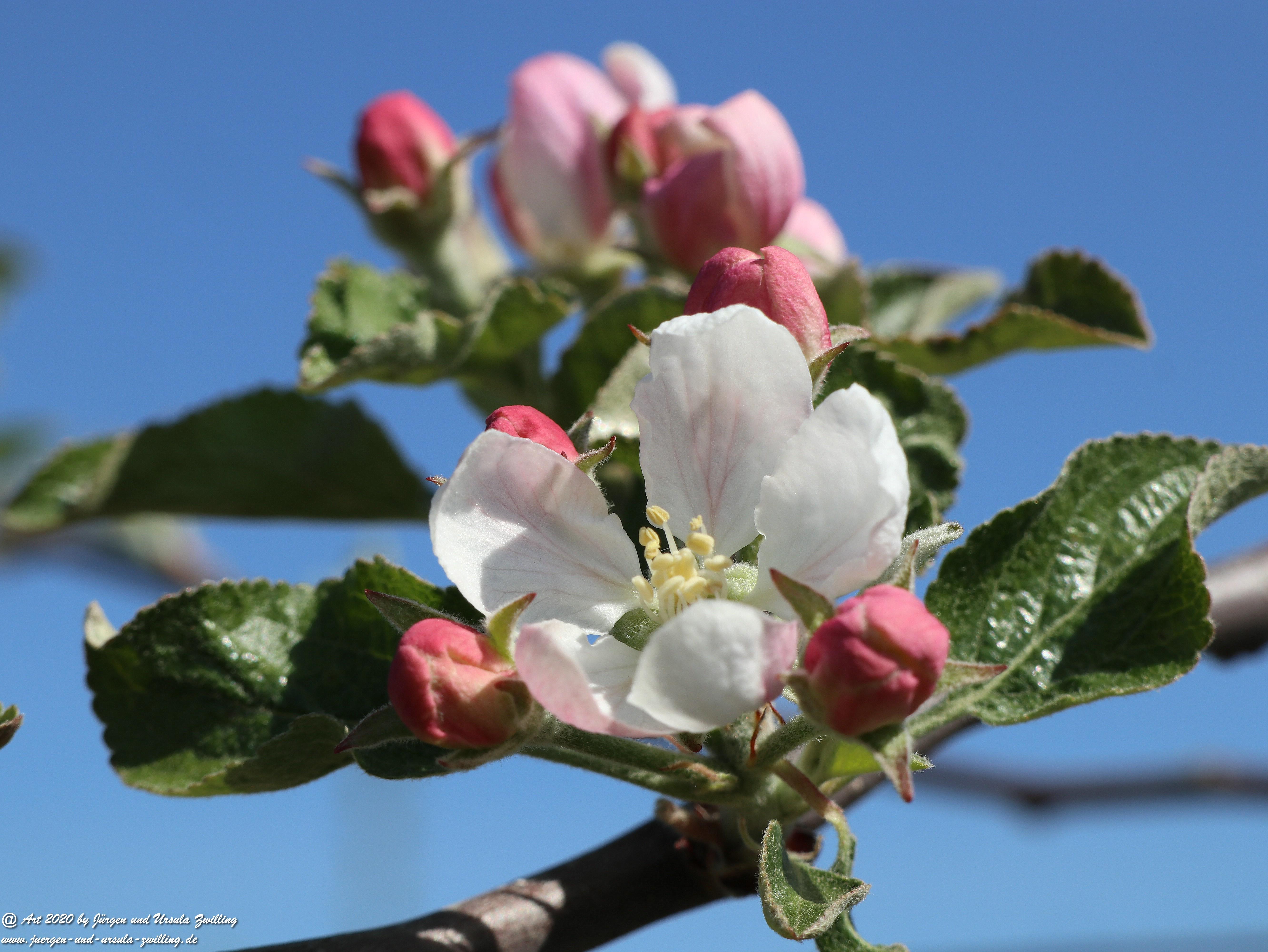 Apfelbaumblüte 6