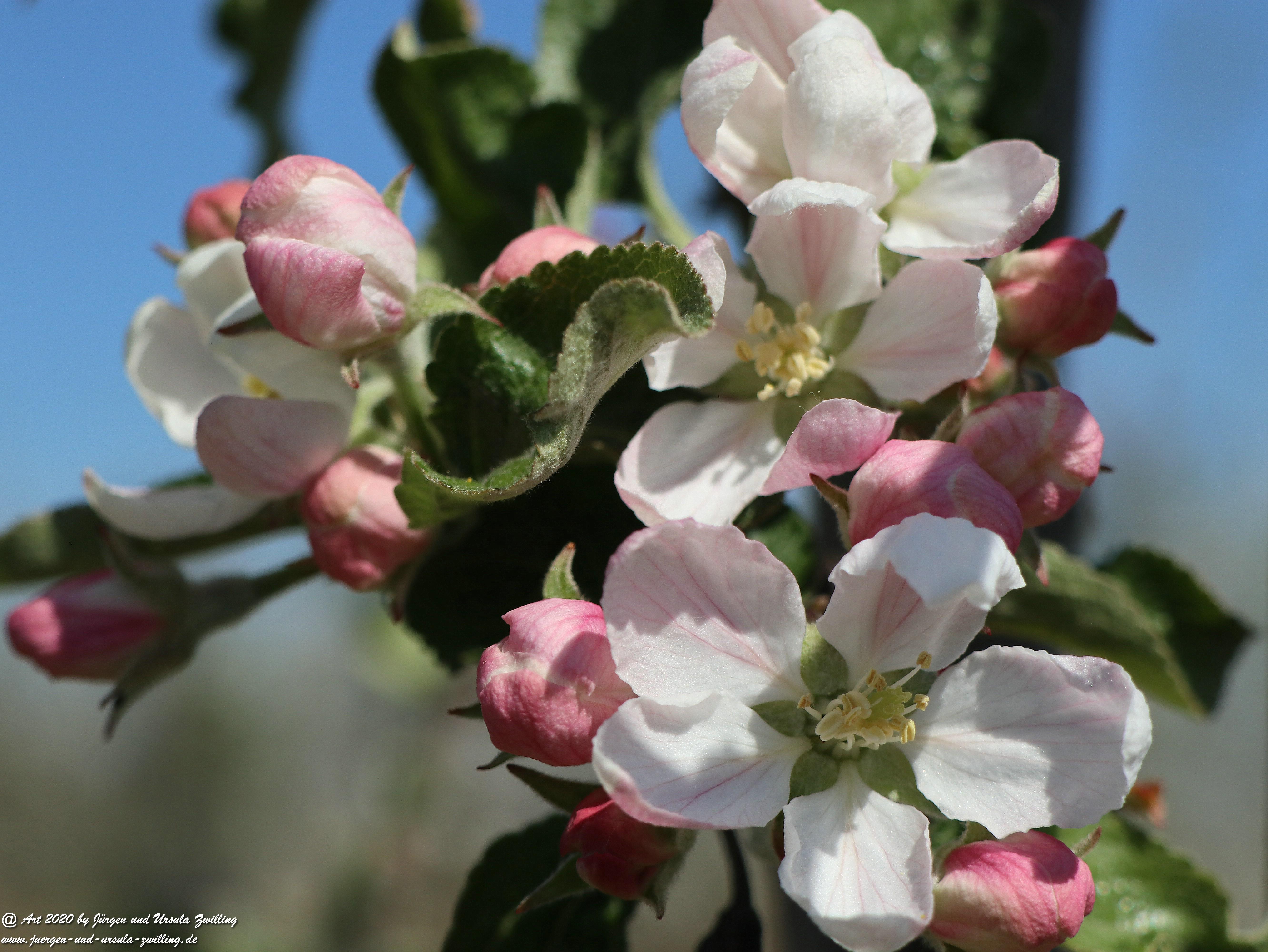 Apfelbaumblüte 7