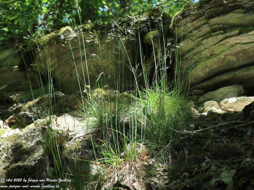 Philosophische Bildwanderung Wispertalsteig Wisper Trail - Taunus