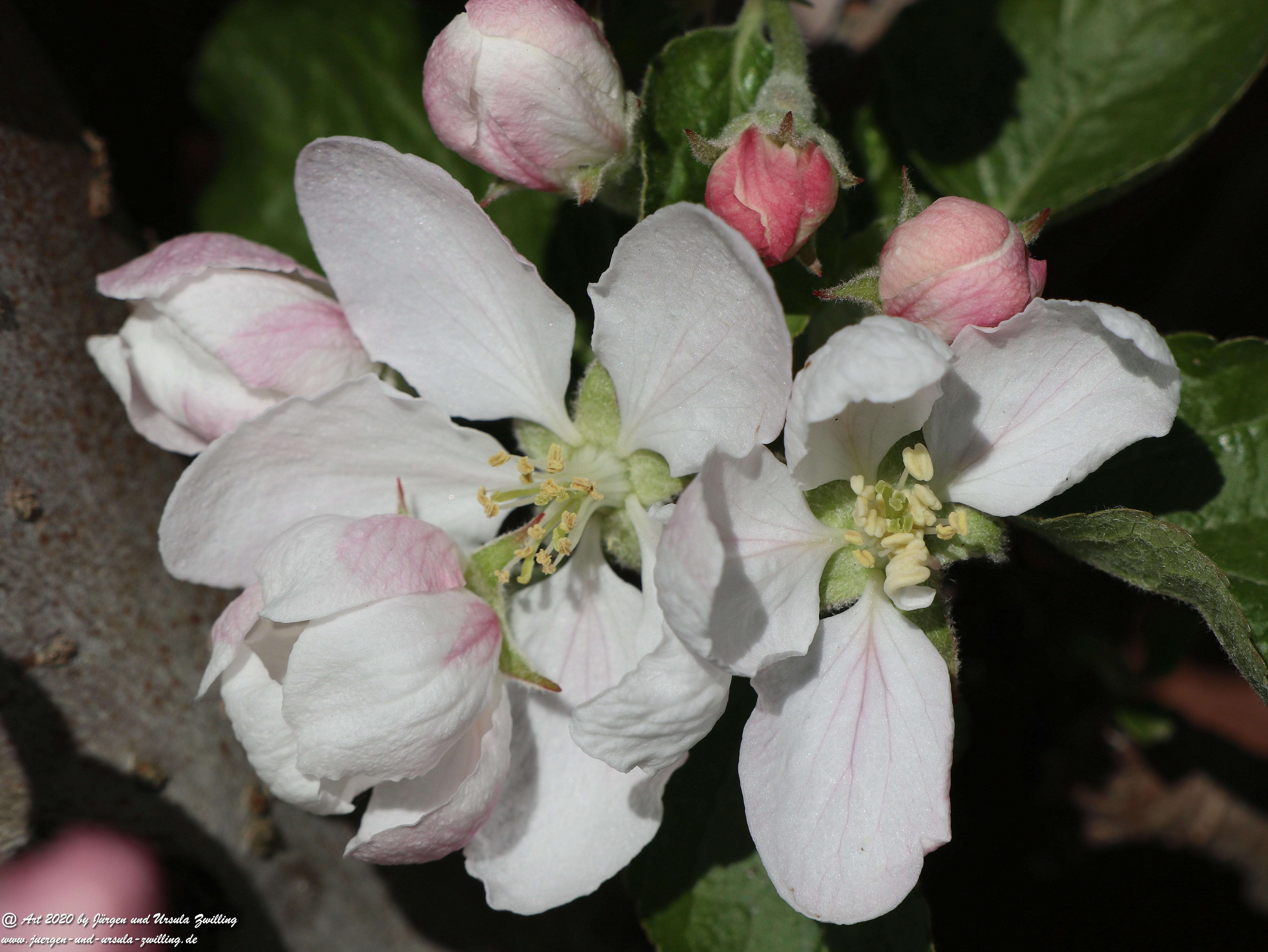 Apfelbaumblüte 25