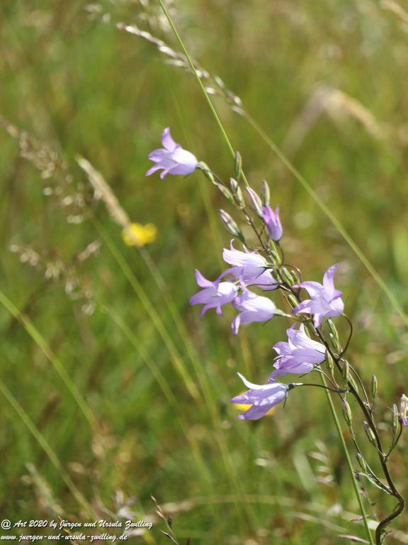 Philosophische Bildwanderung  Dickschieder Wildwechsel - Wisper Trail - Taunus