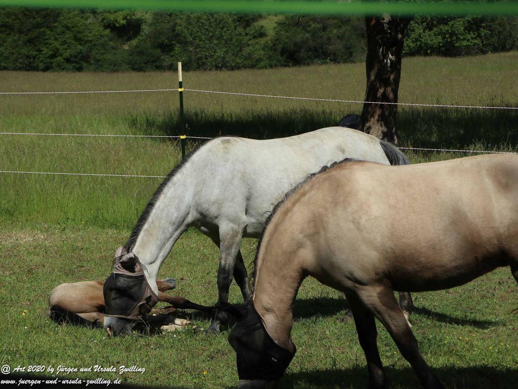 Philosophische Bildwanderung  Dickschieder Wildwechsel - Wisper Trail - Taunus