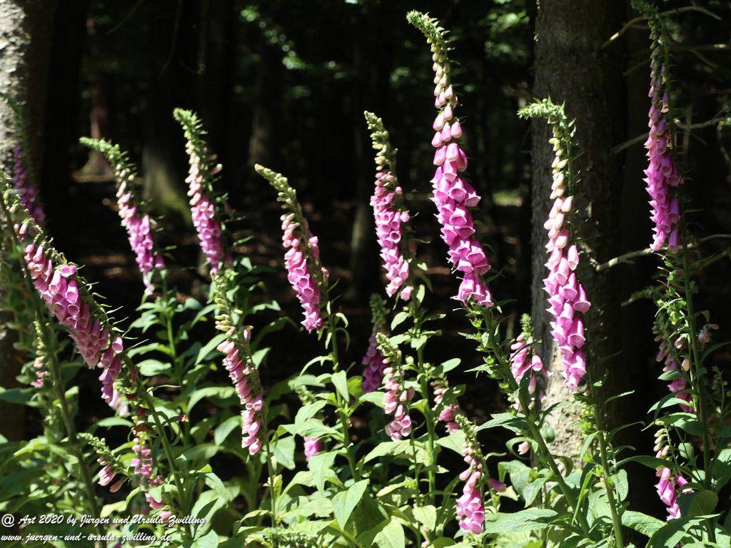 Philosophische Bildwanderung  Dickschieder Wildwechsel - Wisper Trail - Taunus