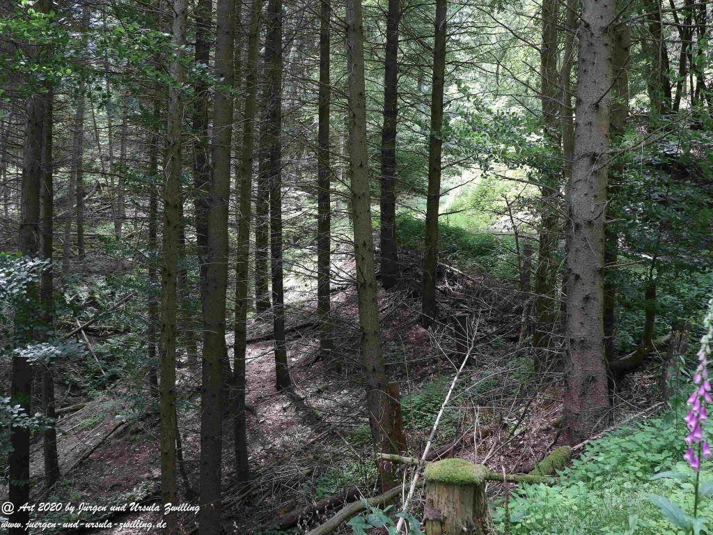 Philosophische Bildwanderung  Dickschieder Wildwechsel - Wisper Trail - Taunus