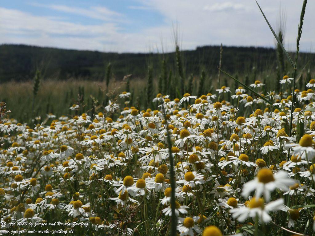 Philosophische Bildwanderung  Dickschieder Wildwechsel - Wisper Trail - Taunus