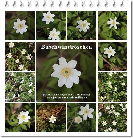 Buschwindröschen - Ober Olmer Wald - Rheinhessen