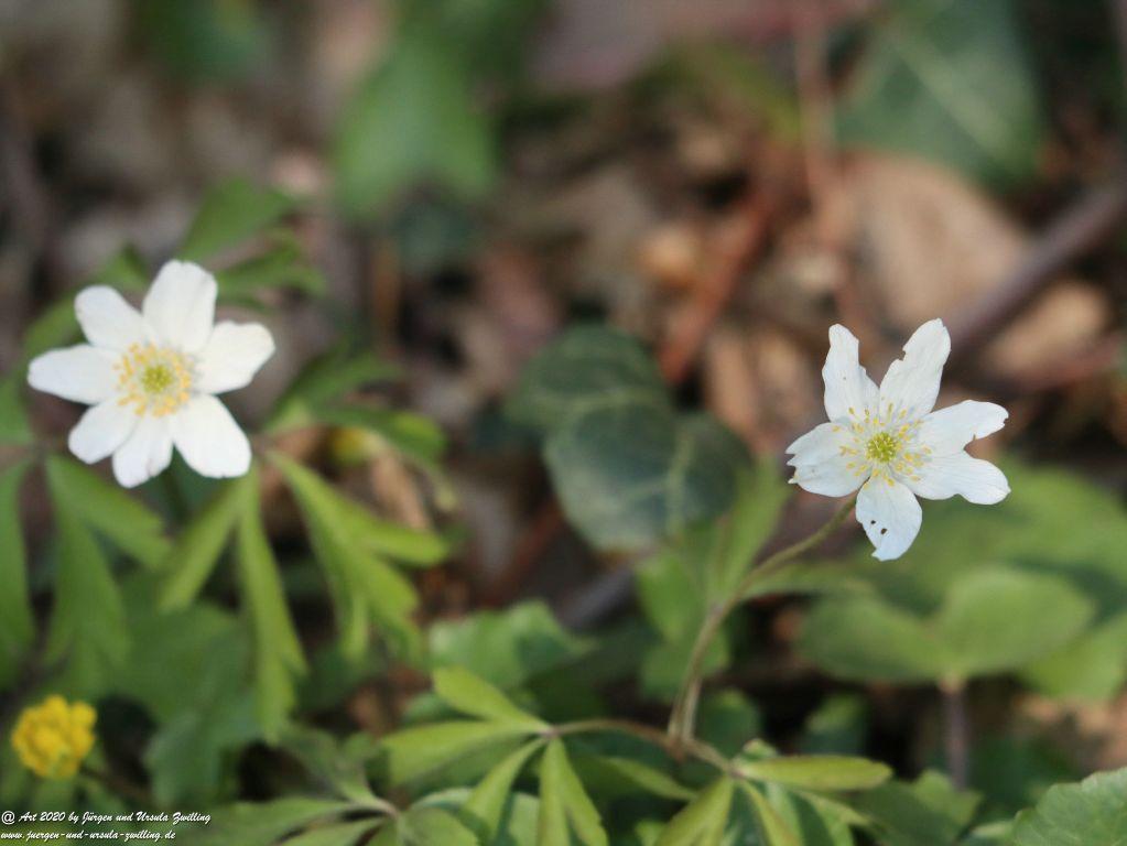 Buschwindröschen - Ober Olmer Wald - Rheinhessen