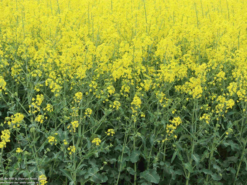 Rapsblüte - Rheinhessen