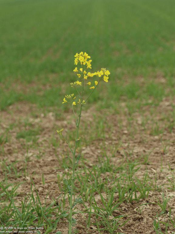Rapsblüte - Rheinhessen