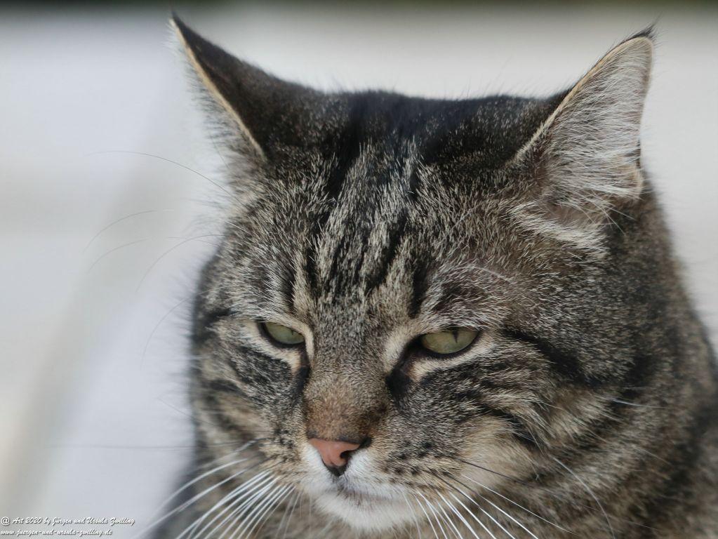 Katze Mimi